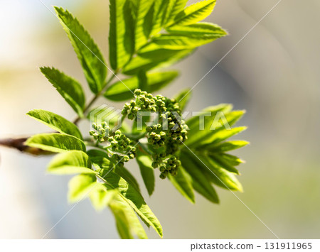 The green leaves of mountain ash with buds show active growth in the natural environment The green leaves of mountain ash with buds show active growth in the natural environment 131911965