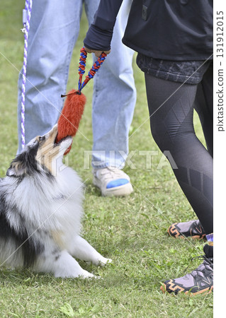 Woman and sheltie playing with toys 131912015