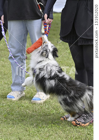 Woman and sheltie playing with toys 131912020