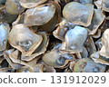 Akoya pearl oysters Akoya pearl oysters 131912029