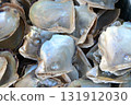 Akoya pearl oysters Akoya pearl oysters 131912030
