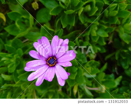 美麗的藍眼菊花 131912033