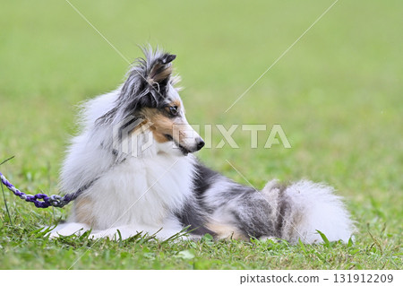 Sheltie (Blue Merle) Sheltie (Blue Merle) 131912209