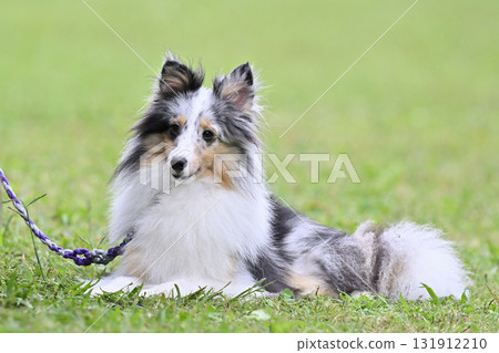 Sheltie (Blue Merle) Sheltie (Blue Merle) 131912210