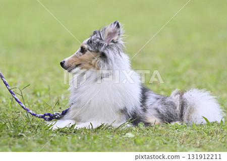 Sheltie (Blue Merle) Sheltie (Blue Merle) 131912211