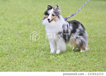 Sheltie (Blue Merle) 131912213