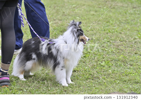 Sheltie (Blue Merle) walking with a woman Sheltie (Blue Merle) walking with a woman 131912340