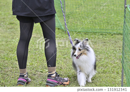 Sheltie (Blue Merle) walking with a woman 131912341