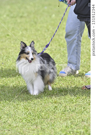 Sheltie (Blue Merle) walking with a woman 131912344