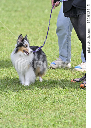 喜樂蒂牧羊犬(藍色梅爾)與一名女子一起散步 喜樂蒂牧羊犬(藍色梅爾)與一名女子一起散步 131912345