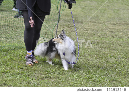 喜樂蒂牧羊犬(藍色梅爾)與一名女子一起散步 喜樂蒂牧羊犬(藍色梅爾)與一名女子一起散步 131912346