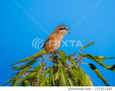 摩西陷在樹枝上 131912383