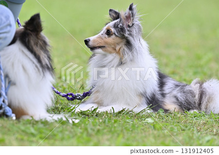 Two friendly Shelties Two friendly Shelties 131912405