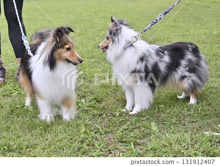 Two friendly Shelties Two friendly Shelties 131912407