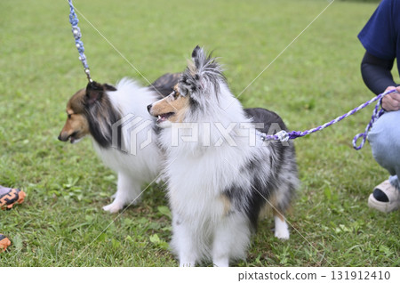 Two friendly Shelties 131912410