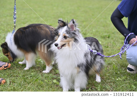 Two friendly Shelties 131912411