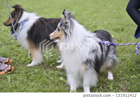 Two friendly Shelties 131912412