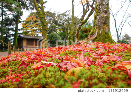 A carpet of autumn leaves spreads across the moss of Kenrokuen Garden in Kanazawa, and the garden landscape in late autumn is woven with the roots of old trees and a teahouse. A carpet of autumn leaves spreads across the moss of Kenrokuen Garden in Kanazawa, and the garden landscape in late autumn is woven with the roots of old trees and a teahouse. 131912469