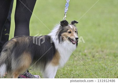 Woman and Sheltie on a walk Woman and Sheltie on a walk 131912486
