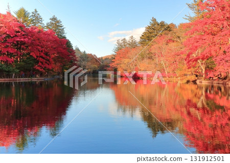 雲池池塘的秋葉 131912501
