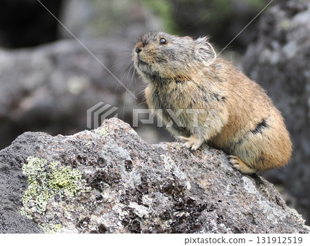 Pika living in the scree Pika living in the scree 131912519