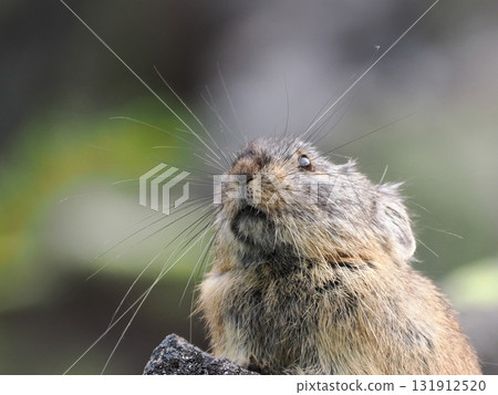 Pika living in the scree Pika living in the scree 131912520