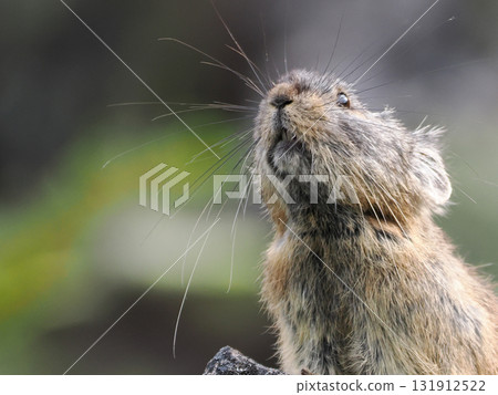 Pika living in the scree Pika living in the scree 131912522