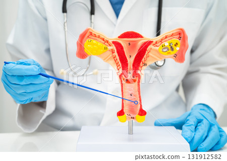Doctor holding human uterus model for vaginal and cervix pap smear check up in the obstetrics and gynecology. Doctor holding human uterus model for vaginal and cervix pap smear check up in the obstetrics and gynecology. 131912582