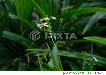 Biden alba or Spanish Needle Flower in a Garden Biden alba or Spanish Needle Flower in a Garden 131912678