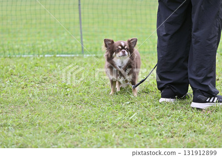 A woman taking a walk with her long-coated Chihuahua (Chocolate Tan) 131912899