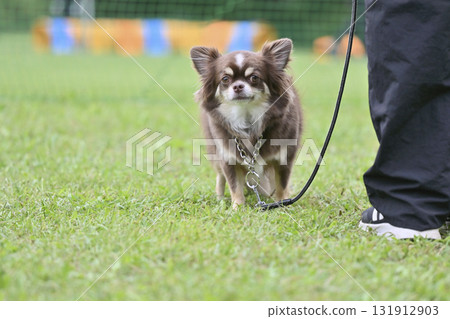 一位女士帶著她的長毛吉娃娃（巧克力棕褐色）散步 131912903