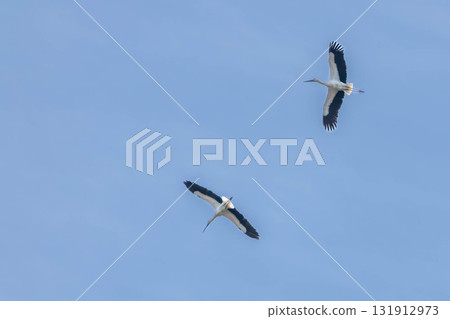 Stork flying in the blue sky Stork flying in the blue sky 131912973