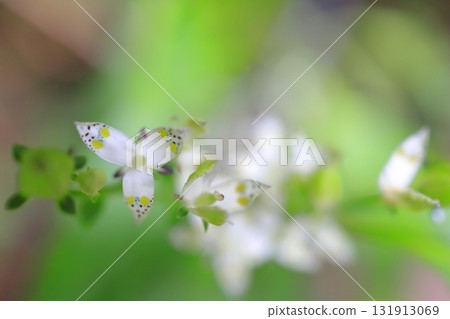 Akebonosou Akebonosou 131913069