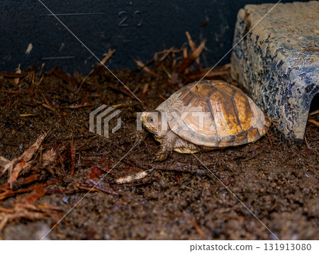 三趾箱龜的特寫 131913080