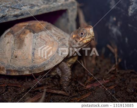 三趾箱龜的特寫 131913085
