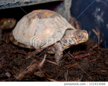 三趾箱龜的特寫 131913086