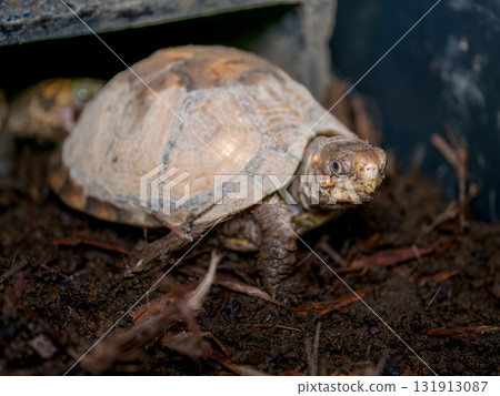三趾箱龜的特寫 131913087