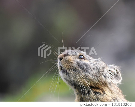 Pika living in the scree Pika living in the scree 131913203