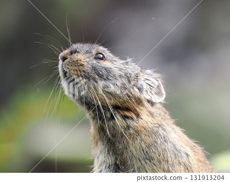 Pika living in the scree Pika living in the scree 131913204