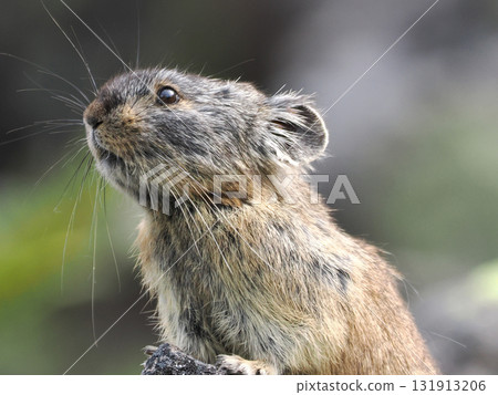 Pika living in the scree Pika living in the scree 131913206