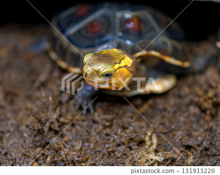 Close-up of a Yellow-spotted Box Turtle 131913220