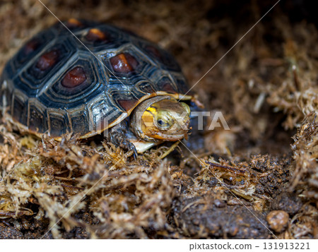 Close-up of a Yellow-spotted Box Turtle 131913221