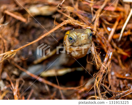 閉殼龜的特寫 131913225