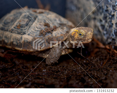 閉殼龜的特寫 131913232