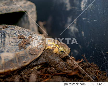 閉殼龜的特寫 131913233