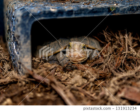 閉殼龜的特寫 131913234