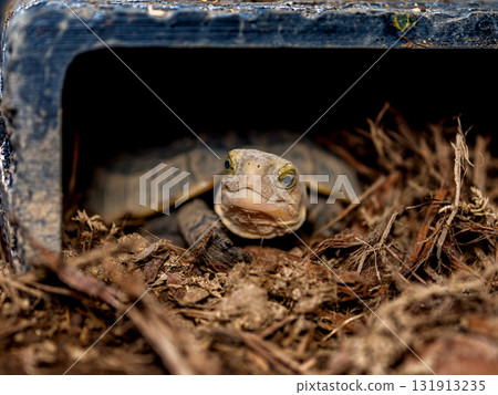 閉殼龜的特寫 131913235