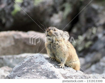 Pika living in the scree Pika living in the scree 131913300