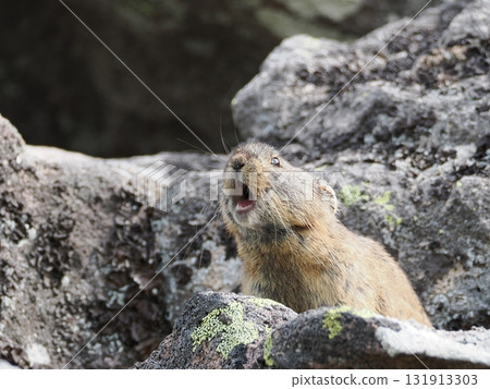 Pika living in the scree Pika living in the scree 131913303