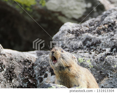 Pika living in the scree Pika living in the scree 131913304